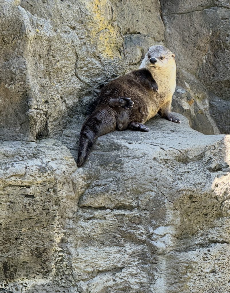 An otter laying on it's side on a rock, looking to the left of the frame. | CBT and DBT therapy methods in Portland Oregon helping you develop awareness and self-understanding