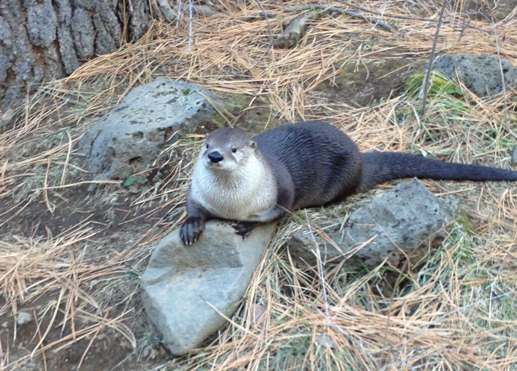 Otter laying on a rock among pine needles, looking toward the left of the frame. | Life transitions therapy in Portland, Oregon helping you find rest and grounding during major life changes