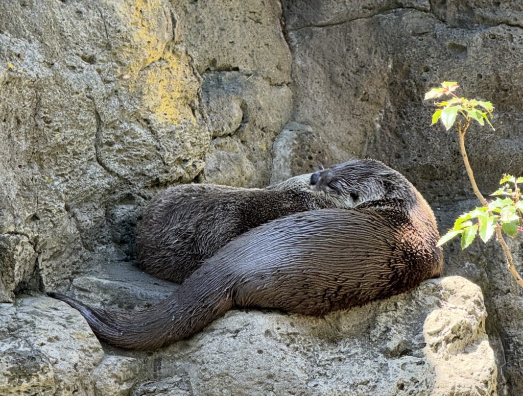 Two otters cuddled together on a rock, grooming and caring for each other. | Burnout therapy in Portland Oregon supporting rest, restoration, and reconnection with yourself