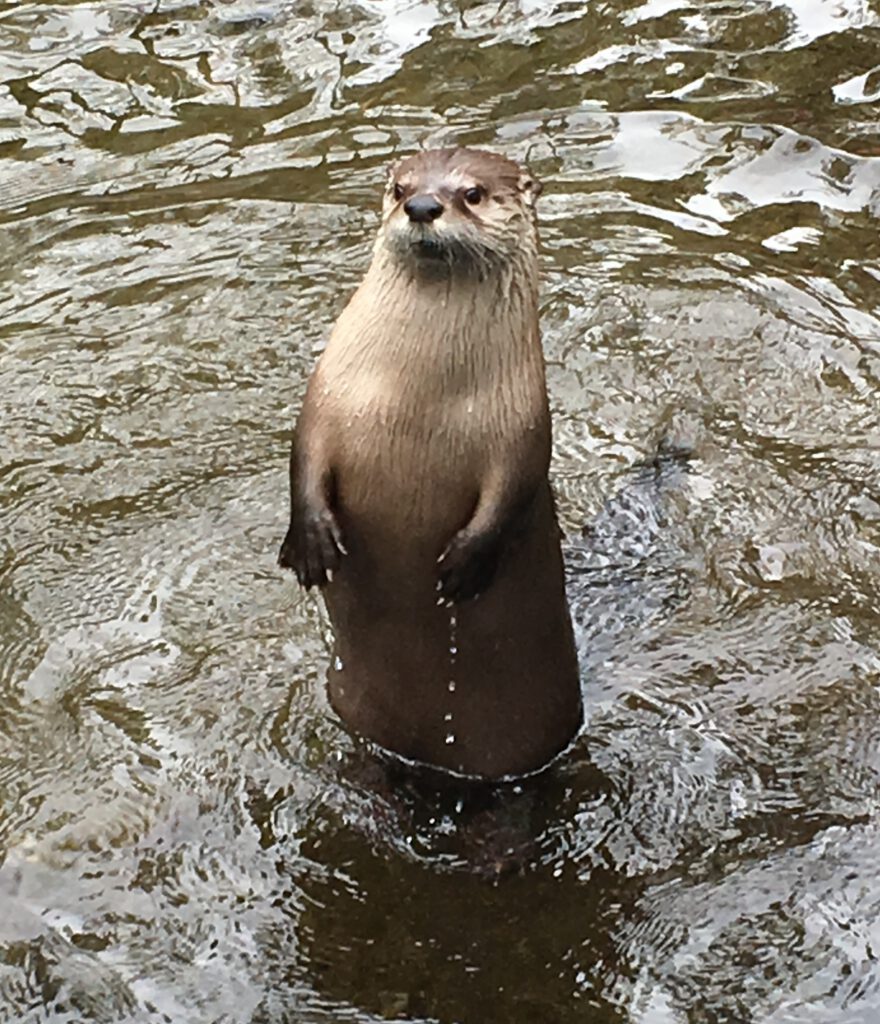 An otter standing upright in water, looking directly at the camera with a curious expression. | Frequently asked questions about online therapy in Portland and across Oregon
