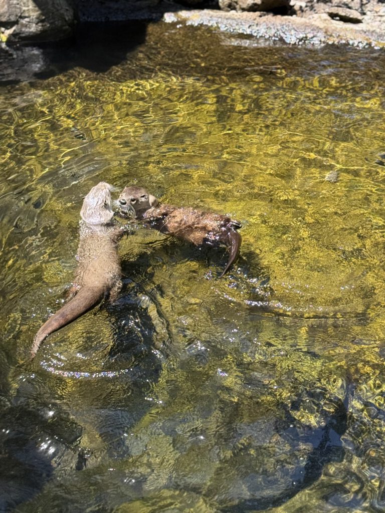 Two otters playing together in shallow water, fully engaged and present with each other. | Anxiety therapy in Portland Oregon helping you stay present and engaged instead of lost in worry