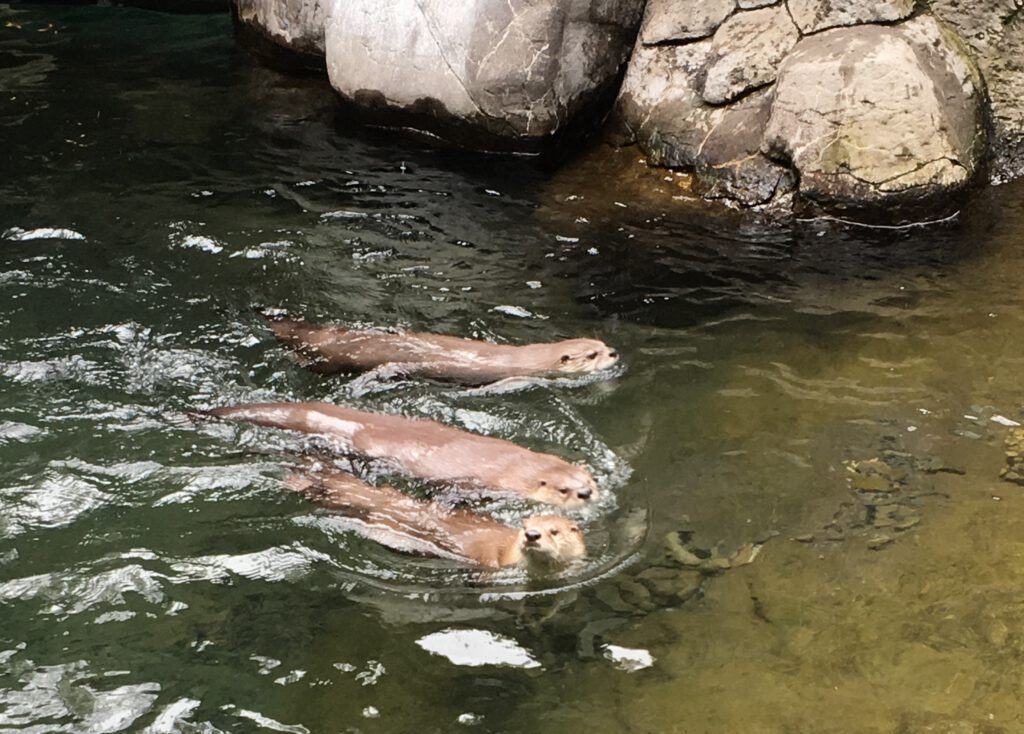 Three otters in water swimming next to each other toward the right side of the image | Training and consultation services building teamwork and collaboration in Portland, Oregon