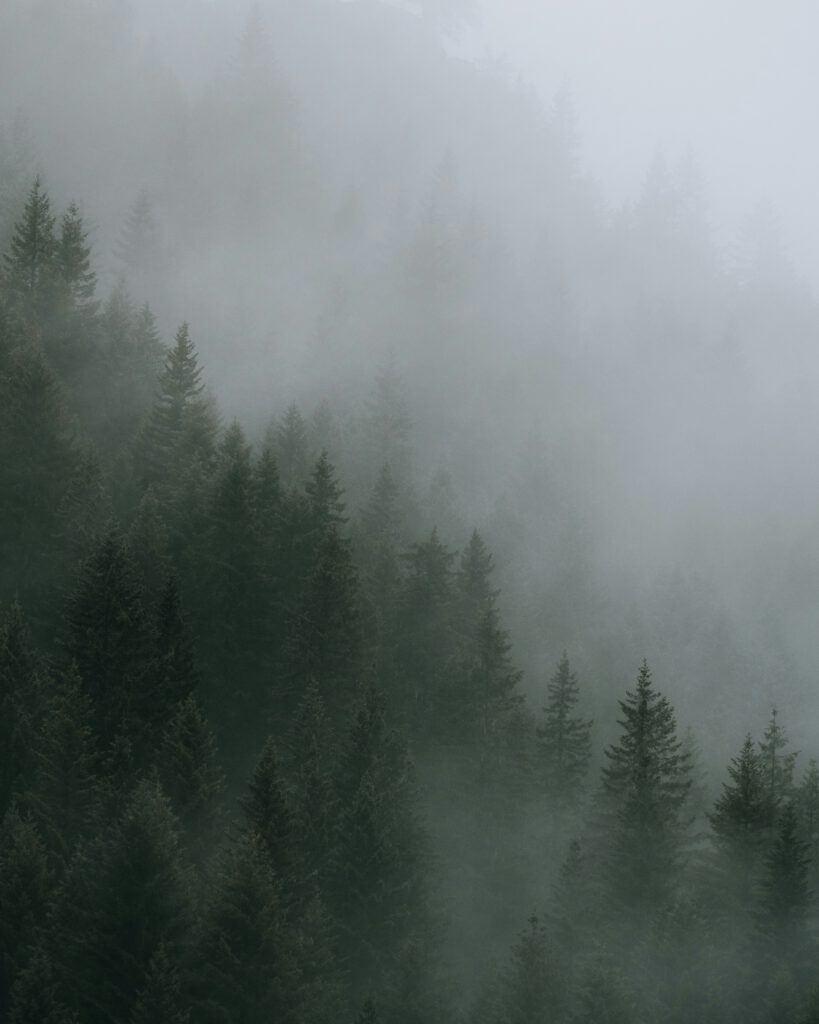 Pine trees covered in soft fog and mist rising through a quiet forest. | Therapy for anxiety helping you find calm and clarity in Portland, Oregon