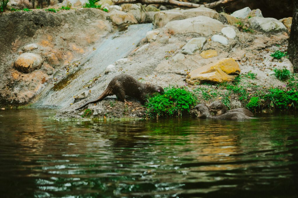An otter on a riverbank, eating some green plants next to the water. | Burnout therapy in Portland Oregon for exhausted adults