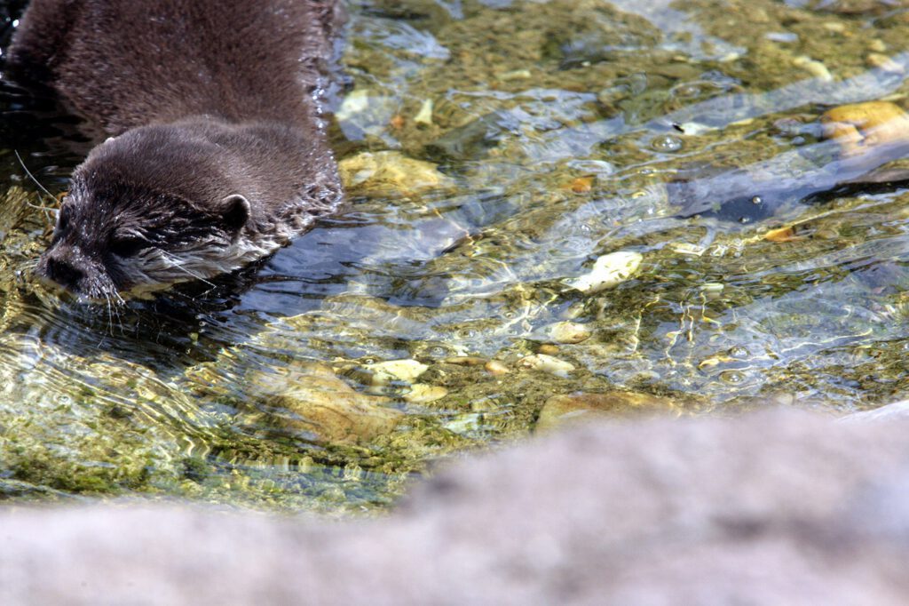An otter in some water at the top left of the frame, looking toward the left edge, the head just above the water line. | Anxiety therapy in Portland Oregon for overwhelmed adults