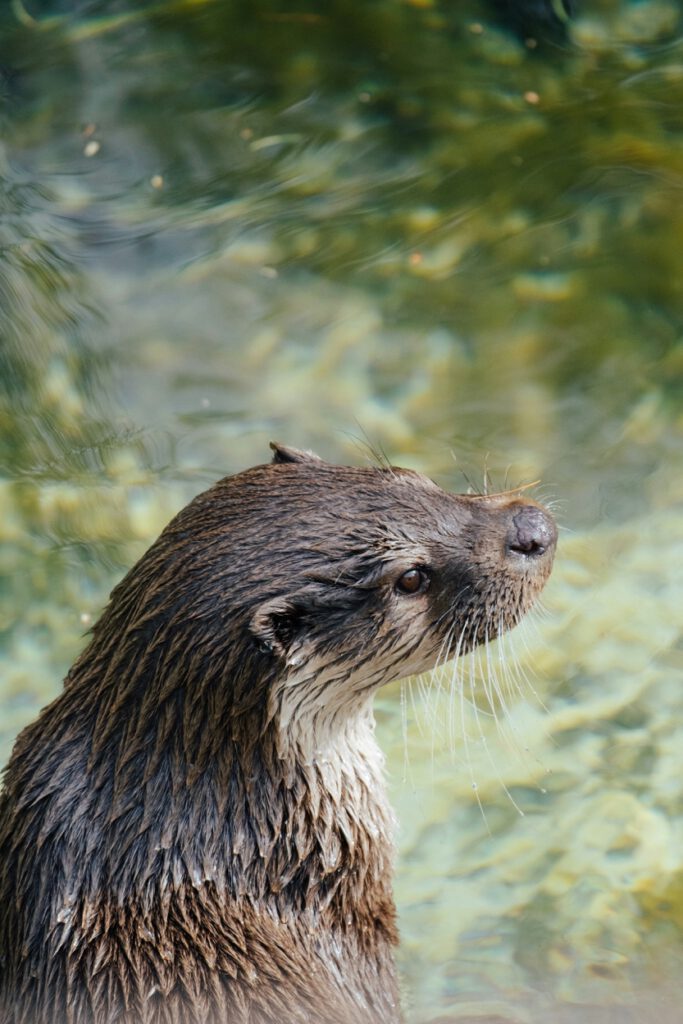 An otter in some water. The otter is in lower left of frame and you can see just below shoulders up. Otter is looking to the right of the frame. | Frequently asked questions about online therapy in Portland and across Oregon