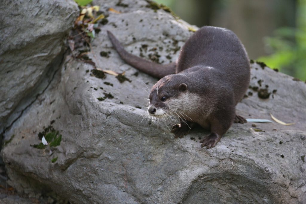 An otter standing on all fours on a rock, looking toward the left of the frame. | Therapy approach emphasizing resilience and rest in Portland, Oregon