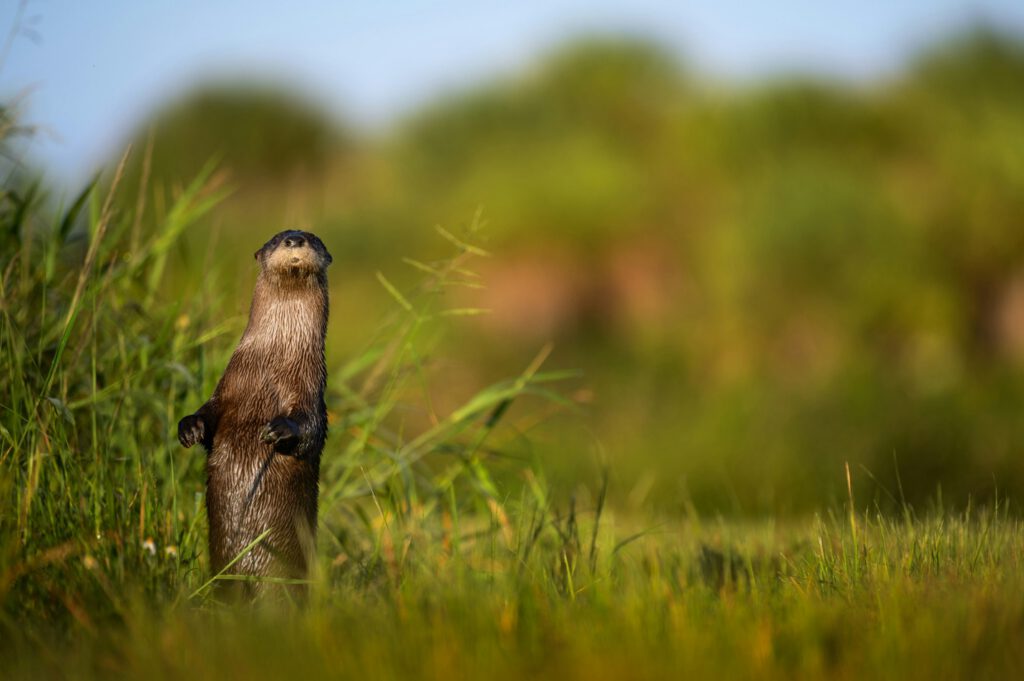 An otter standing on hind legs in some grass on the left side of the image, looking toward the viewer with his mouth in an "o" shape | Life transitions therapy in Portland Oregon for career changes and major life shifts