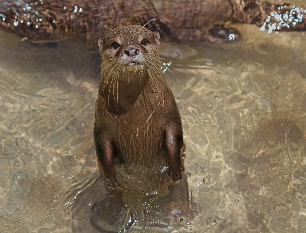 An otter standing on hind legs in shallow water looking at the viewer | Contact OtterWell Mental Health in Portland Oregon to schedule therapy
