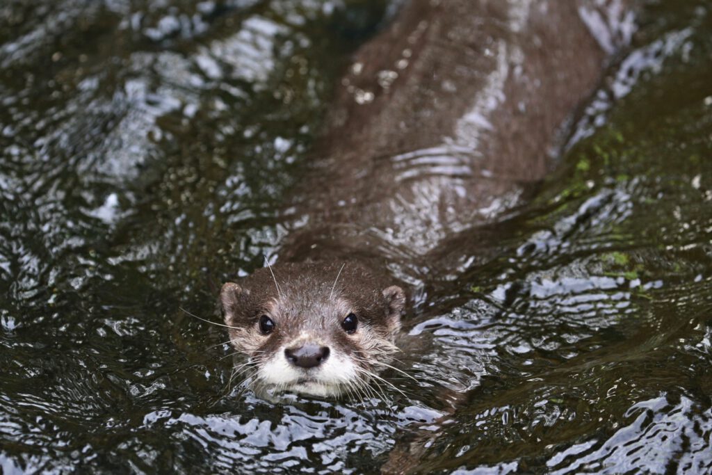 An otter swimming down the center of the photo, head at the bottom, looking slightly up from the water at the viewer | Online therapy for overwhelmed adults in Portland and across Oregon