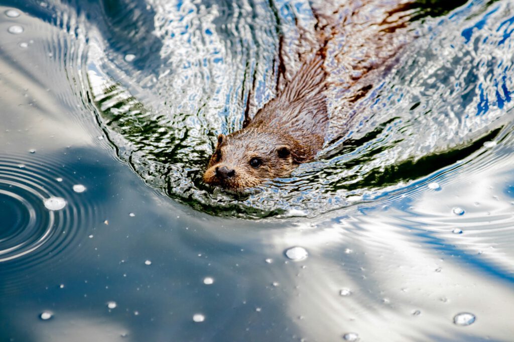 An otter swimming in water with splash rings. The otter is swimming down toward the left part of the image. | Therapy for anxiety and burnout - taking action toward change