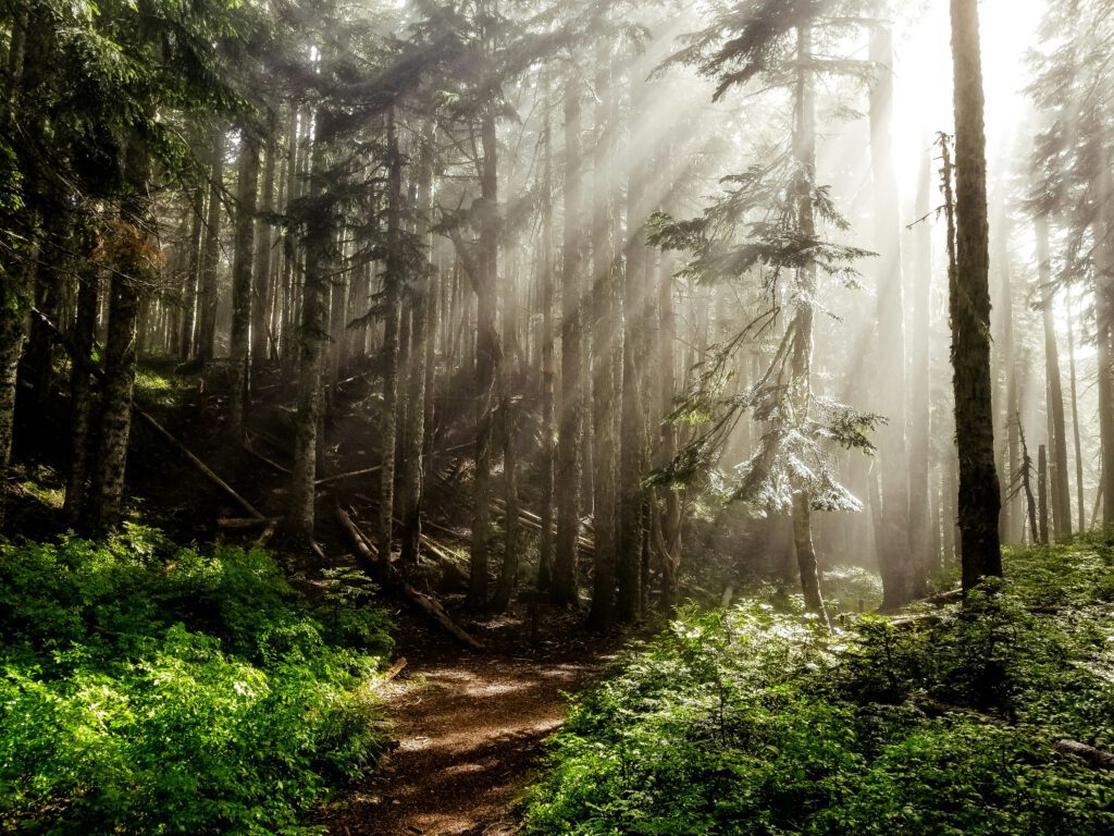 Sun rays filtering through a dense forest with tall trees and fog. | CBT and DBT therapy methods used in Portland, Oregon