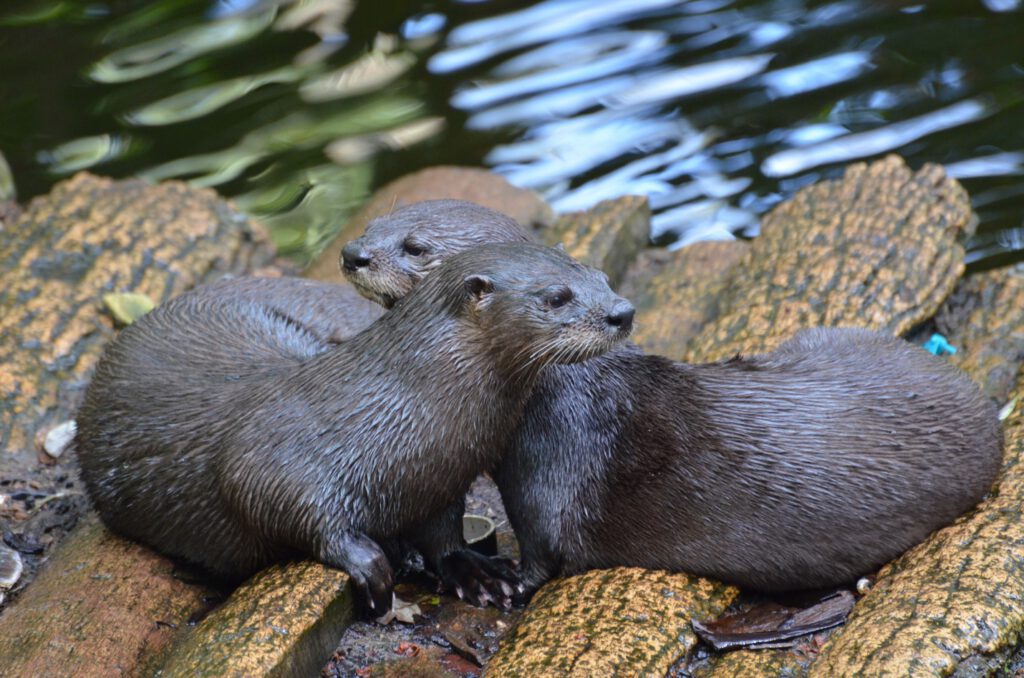 Two otters facing opposite directions with their heads next to each other on a log bridge in some water. They are looking to the left and the right of the frame. | Therapy for people-pleasing and boundaries in Portland, Oregon