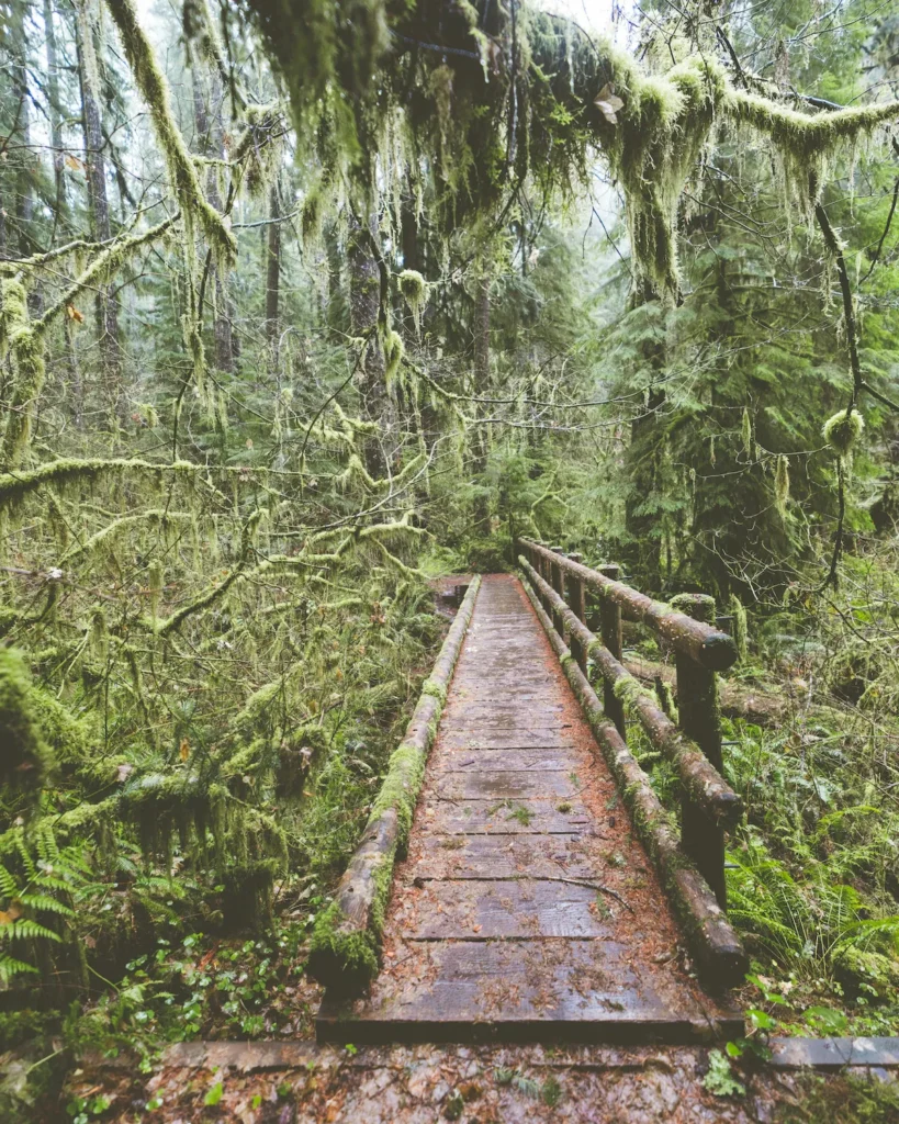 A wooden bridge pathway winding through a lush green forest. | Mental health resources and support services connecting you to help in Oregon